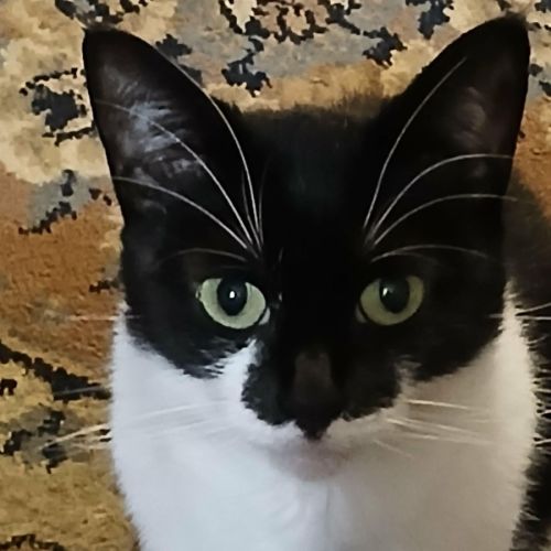 Tilly - Domestic Short Hair (DSH) Cat