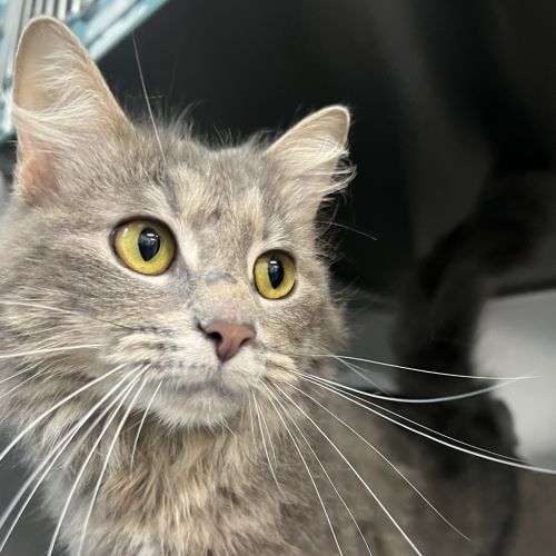 Masha - Maine Coon Cat