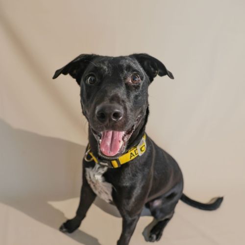 Benny - Mixed breed Dog