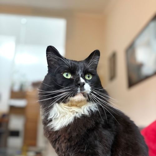 Arlo 🖤 - Domestic Medium Hair (DMH) Cat