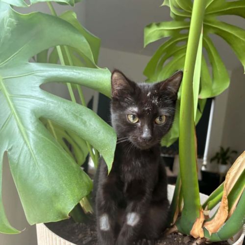 Asha - Domestic Short Hair (DSH) Cat