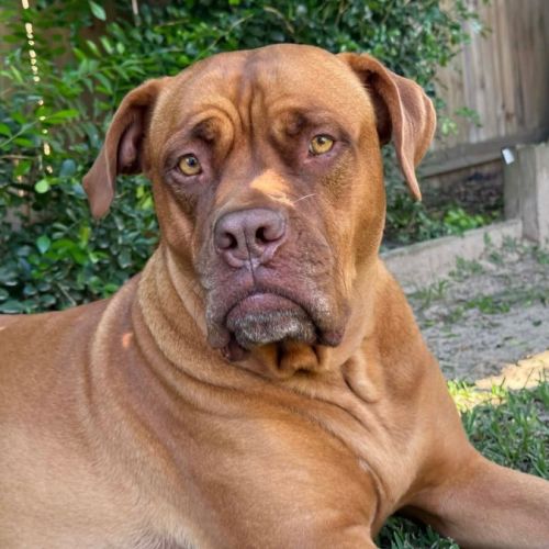 Tia  - Dogue de Bordeaux Dog