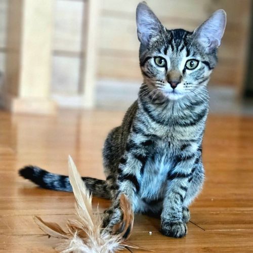 Roo - Domestic Short Hair (DSH) Cat