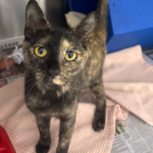 Mocha - Domestic Short Hair (DSH) Cat