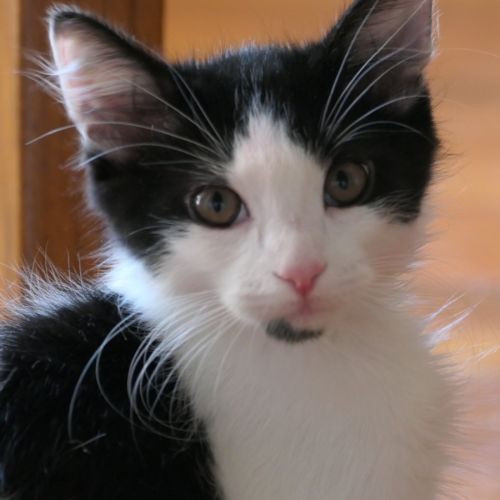 Bubbles  - Domestic Short Hair (DSH) Cat