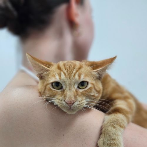 Doritos - Domestic Short Hair (DSH) Cat