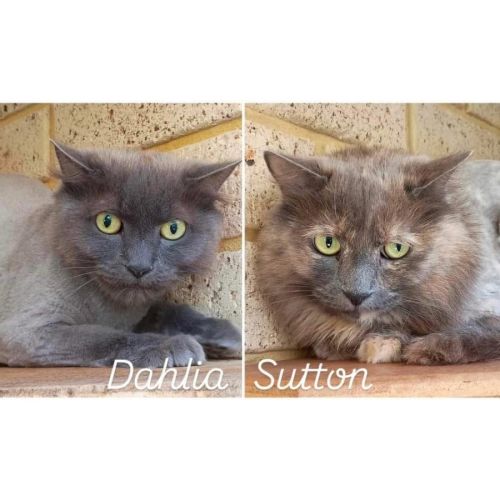 7339/40 - Dahlia & Sutton - Domestic Medium Hair (DMH) Cat