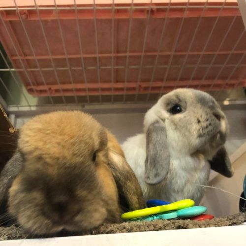 Caramel and Snowy - Mini Lop Rabbit
