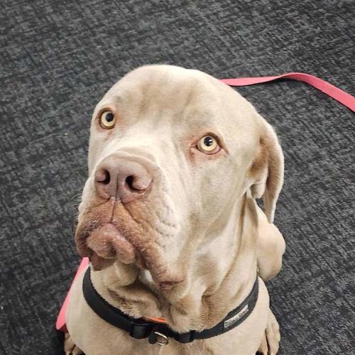 Clyde - Neapolitan Mastiff Dog