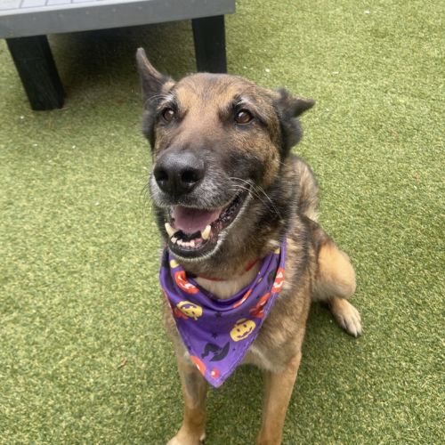 Bernie - German Shepherd x Belgian Shepherd   Malinois Dog