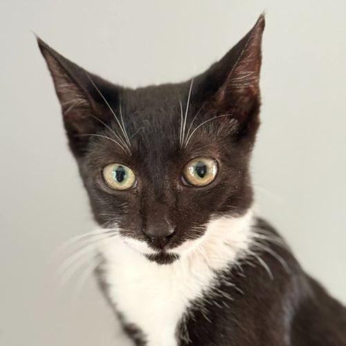 Chitty - Domestic Short Hair (DSH) Cat