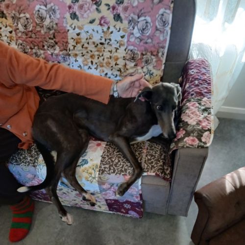 Bernie - Greyhound Dog