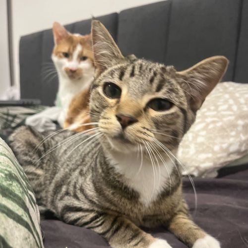 Sparky  - Domestic Short Hair (DSH) Cat