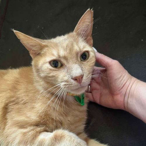 Sam - Domestic Short Hair (DSH) Cat