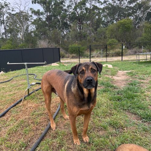 Hamilton - Mixed Breed x Mixed breed Dog