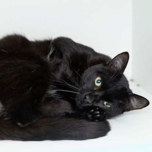 Zuko - Domestic Short Hair Cat