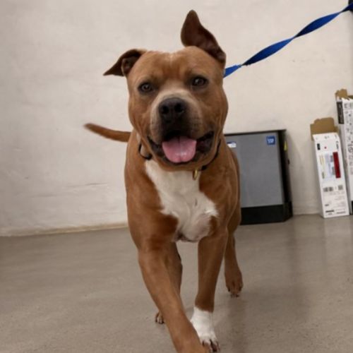 Scooby - Staffordshire Bull Terrier Dog