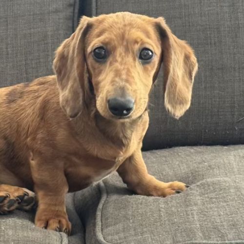 Poppy Puppy - Dachshund (Miniature Smooth Haired) Dog
