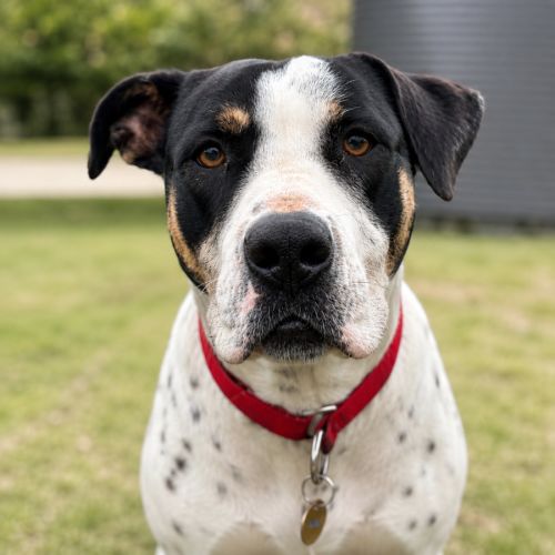 Patch - Pointer Dog