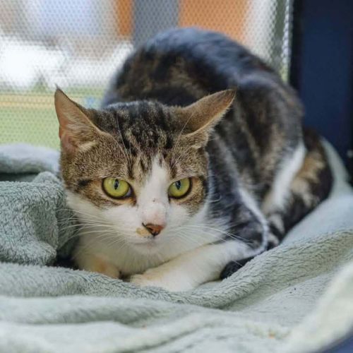 14031 - Ayla - Domestic Short Hair (DSH) Cat