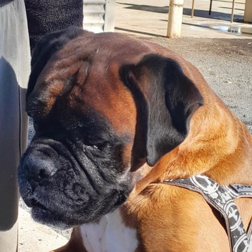 George  - Boxer Dog
