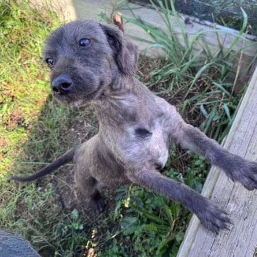 Choco - Australian Terrier Dog