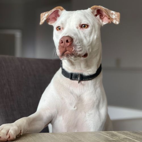 Ghost - Mixed breed Dog