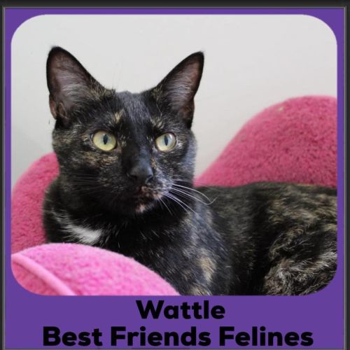 Wattle - Domestic Short Hair (DSH) Cat