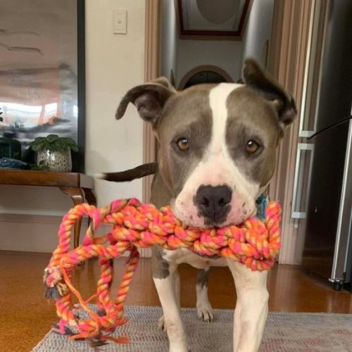 Koda - American Staffordshire Terrier Dog