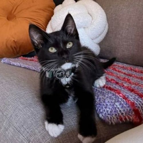 Charlie - Domestic Short Hair Cat