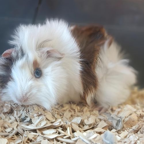 Finch - Domestic Short Hair Guinea Pig