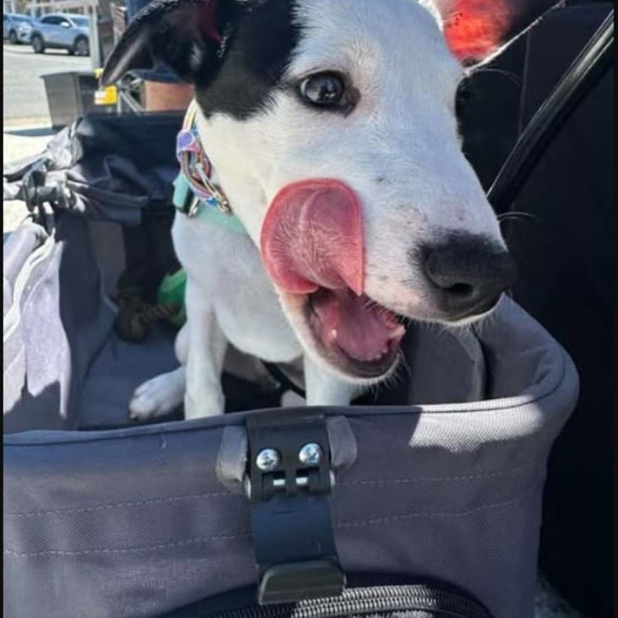 Photo of Mochi