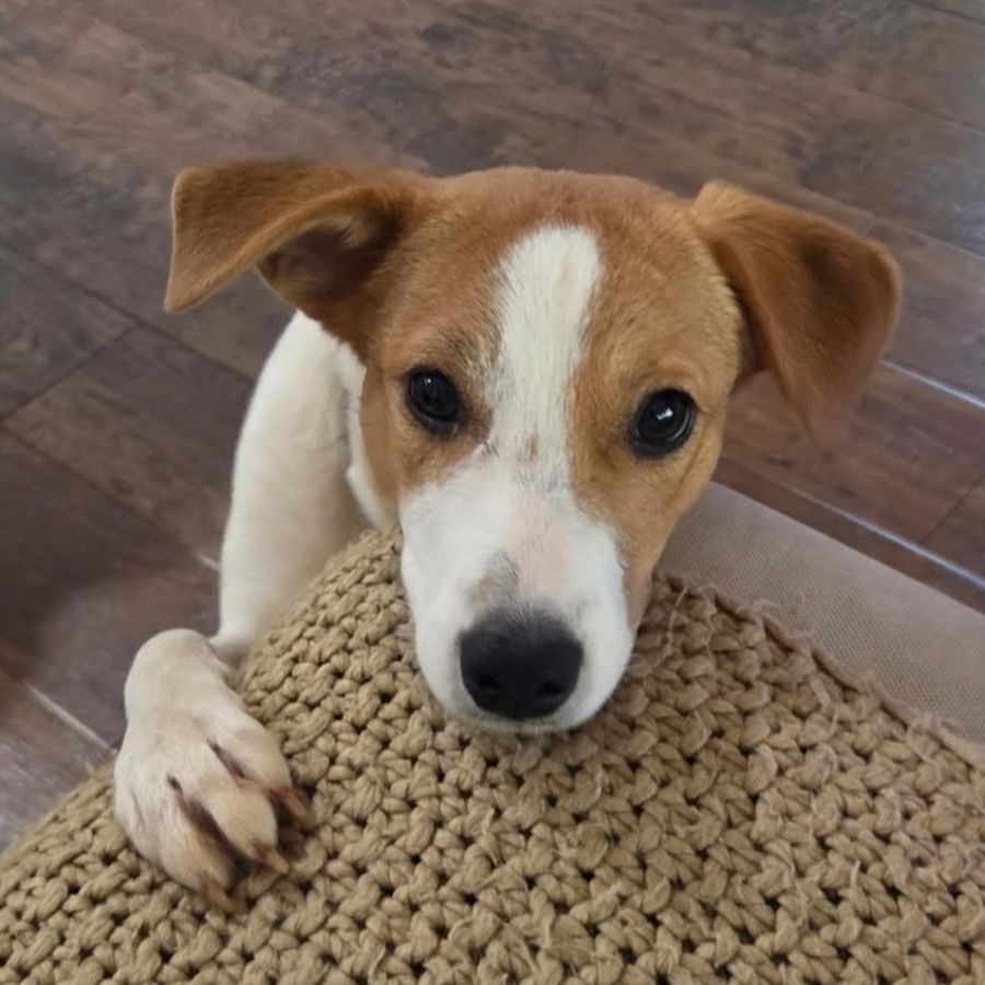 Photo of Harvey