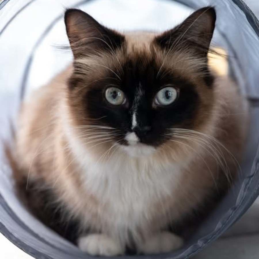 Photo of Scarlet