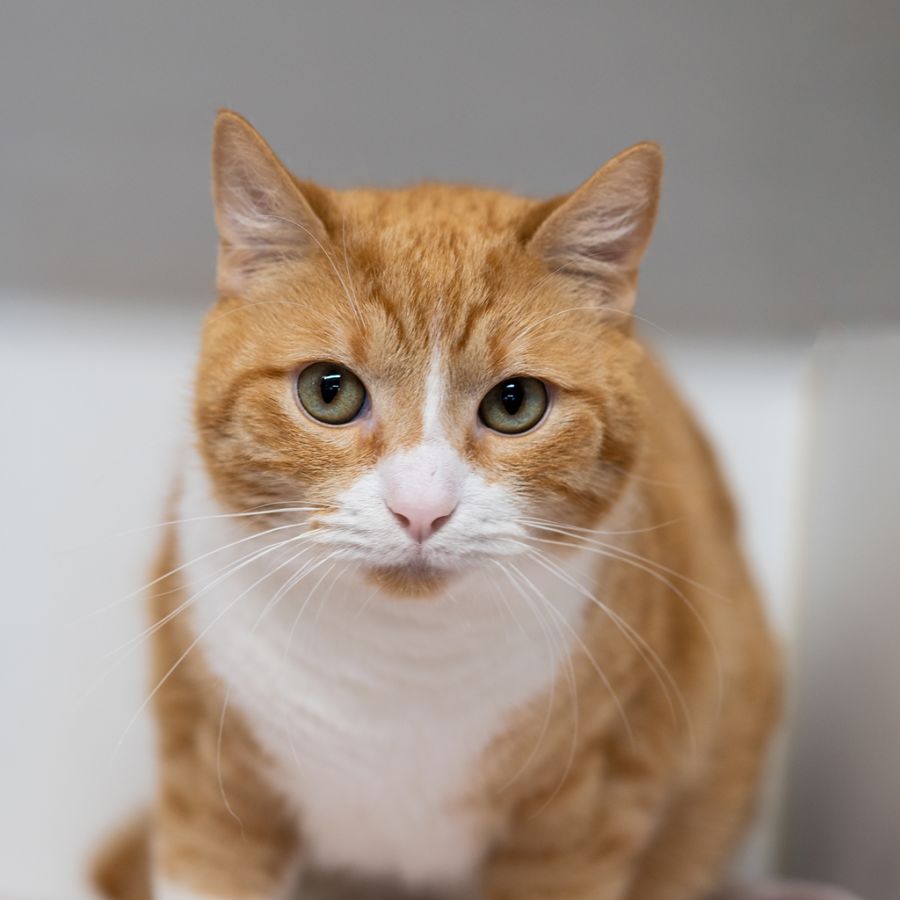 Photo of Dash