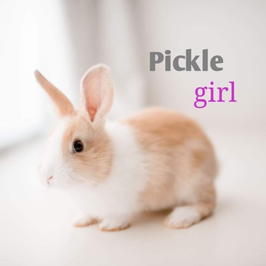 Photo of Pickle (w Pistachio and Nutmeg)