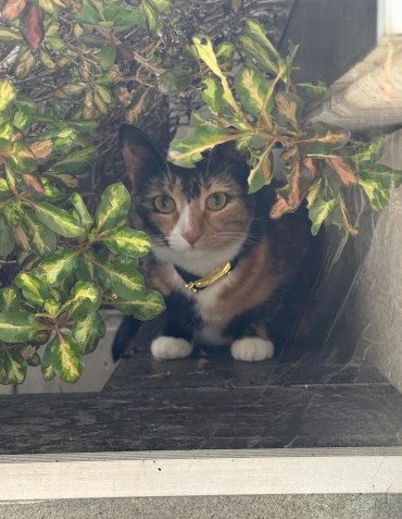 Demi (Formally Nala) - Adoption Story