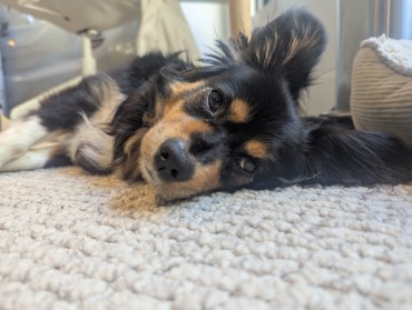 Riley - Adoption Story