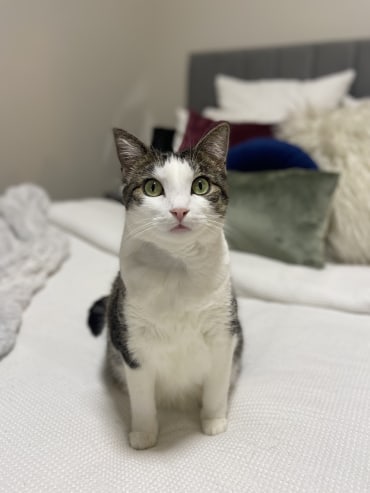 Mia - Adoption Story