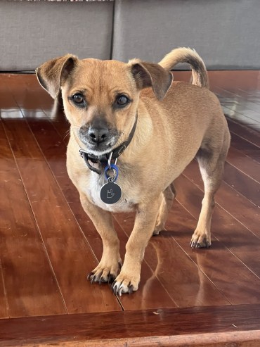 Ollie - Adoption Story