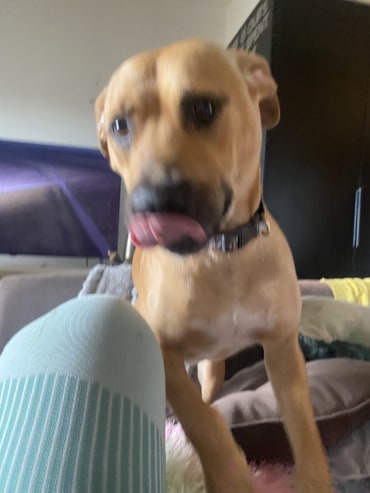 Kikki - Adoption Story