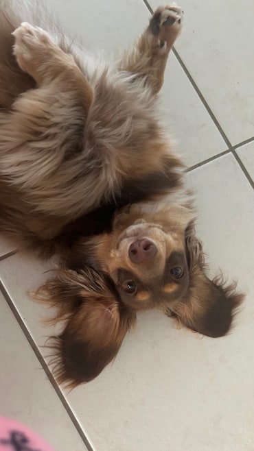 Pretzel - Adoption Story