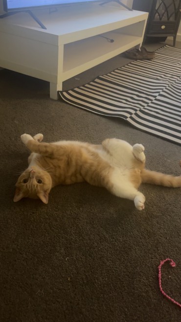 Archie - Adoption Story
