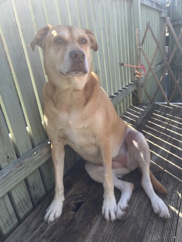 Indi  - Adoption Story