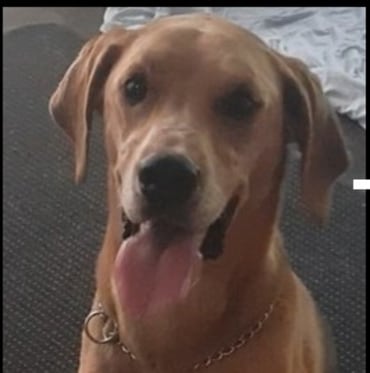 Bandit - Adoption Story