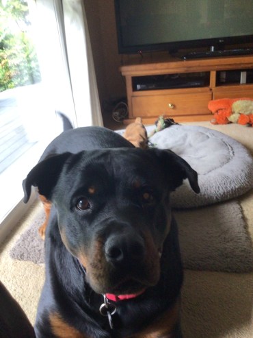 Lottie - Adoption Story