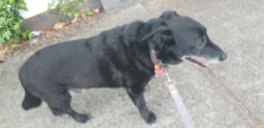 Digby - Adoption Story