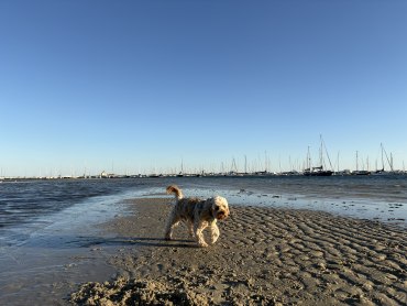 Toast - Adoption Story