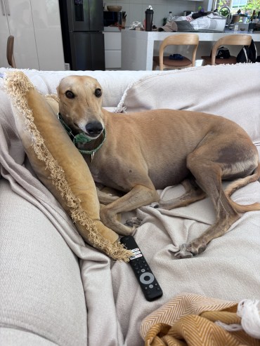 Davey - Adoption Story