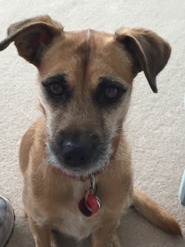 ROSIE - Adoption Story